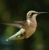 bird